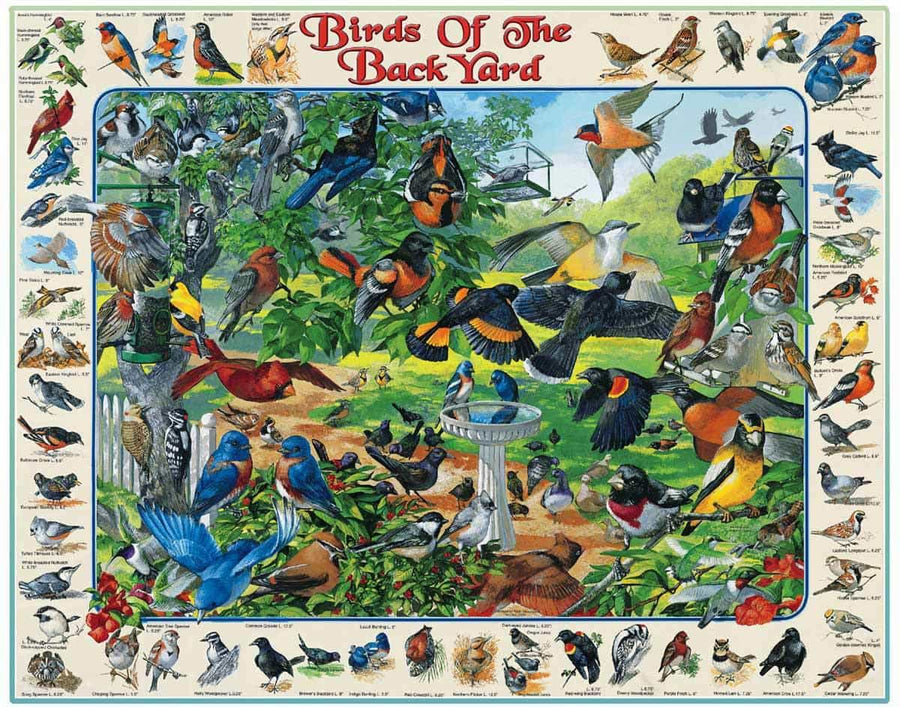 Birds of the Back Yard (267pz) - 1000 Piece