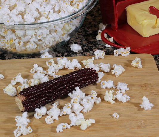 Purple Popcorn on a Cob