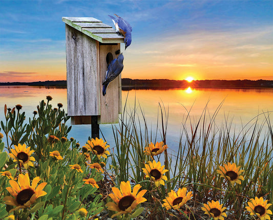 Bluebird Sunrise - 1000 Piece Jigsaw Puzzle
